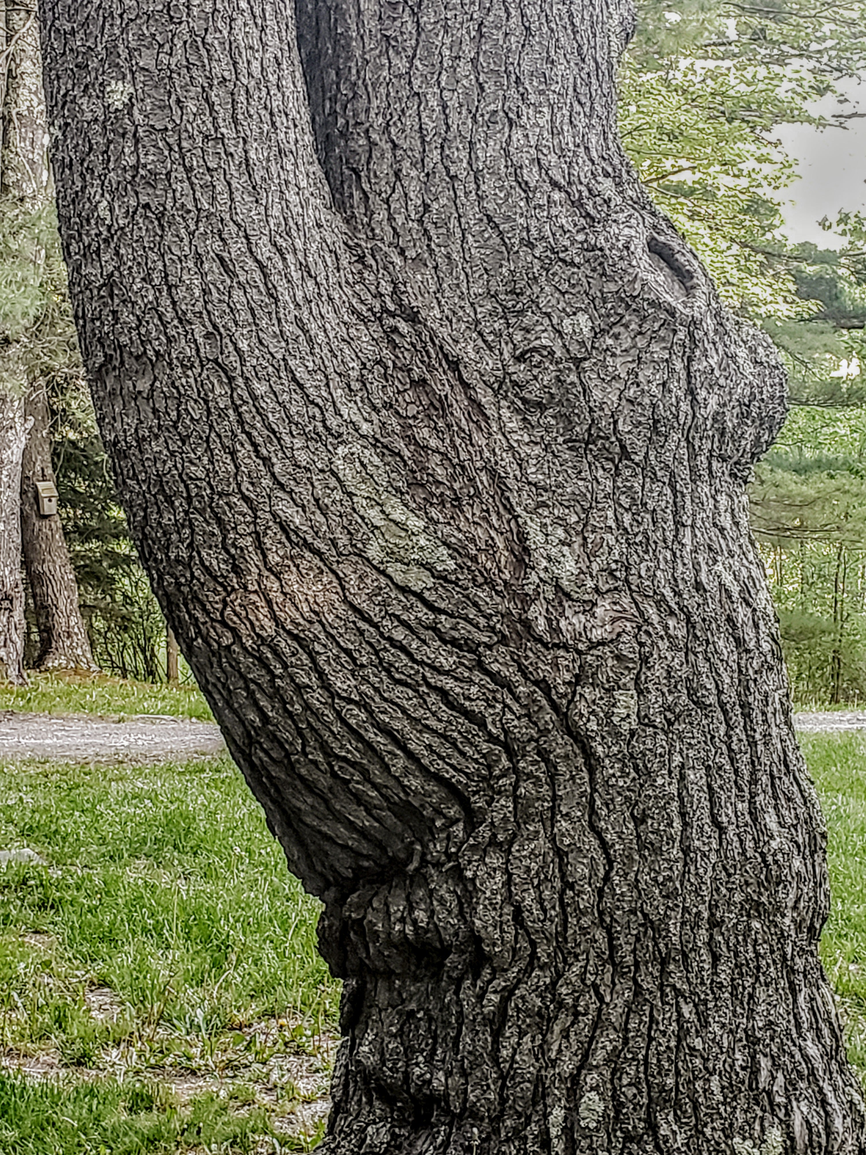 Fat trees? – JoAnne Helfert Sullam
