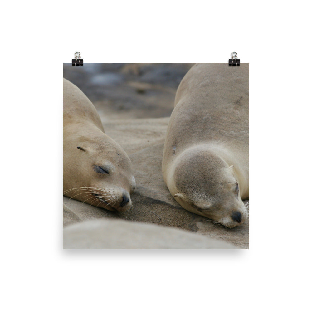Sweet Dreams Seals Photo paper poster - Daydreams Studio 