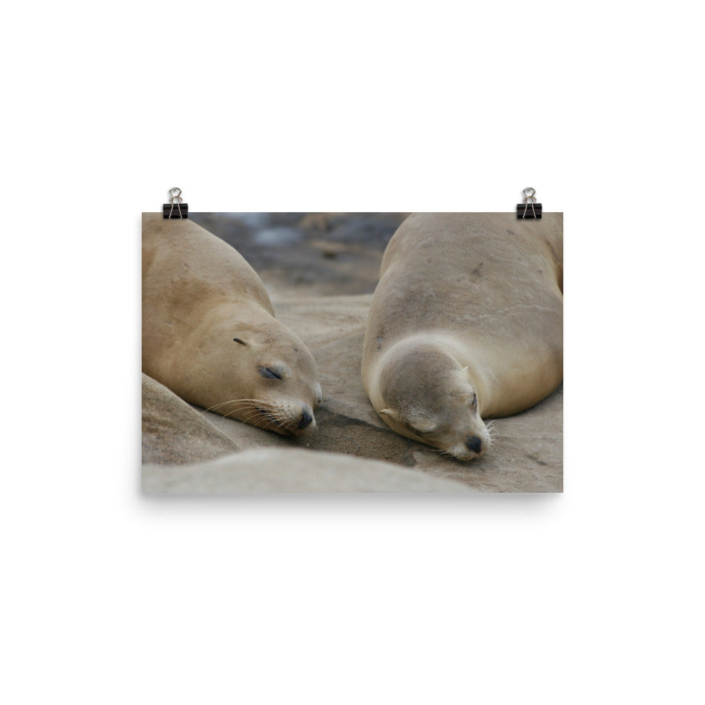 Sweet Dreams Seals Photo paper poster - Daydreams Studio 