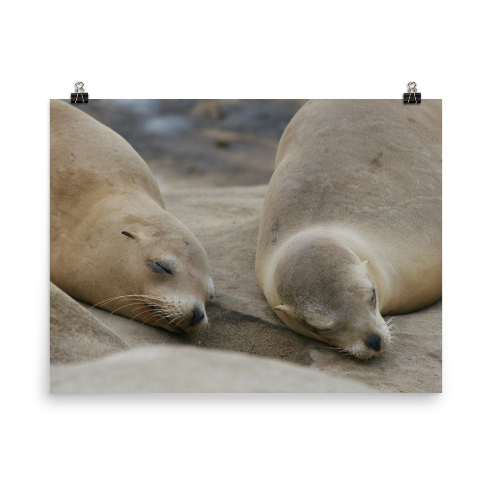 Sweet Dreams Seals Photo paper poster - Daydreams Studio 