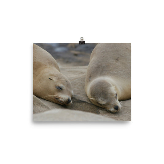 Sweet Dreams Seals Photo paper poster - Daydreams Studio 