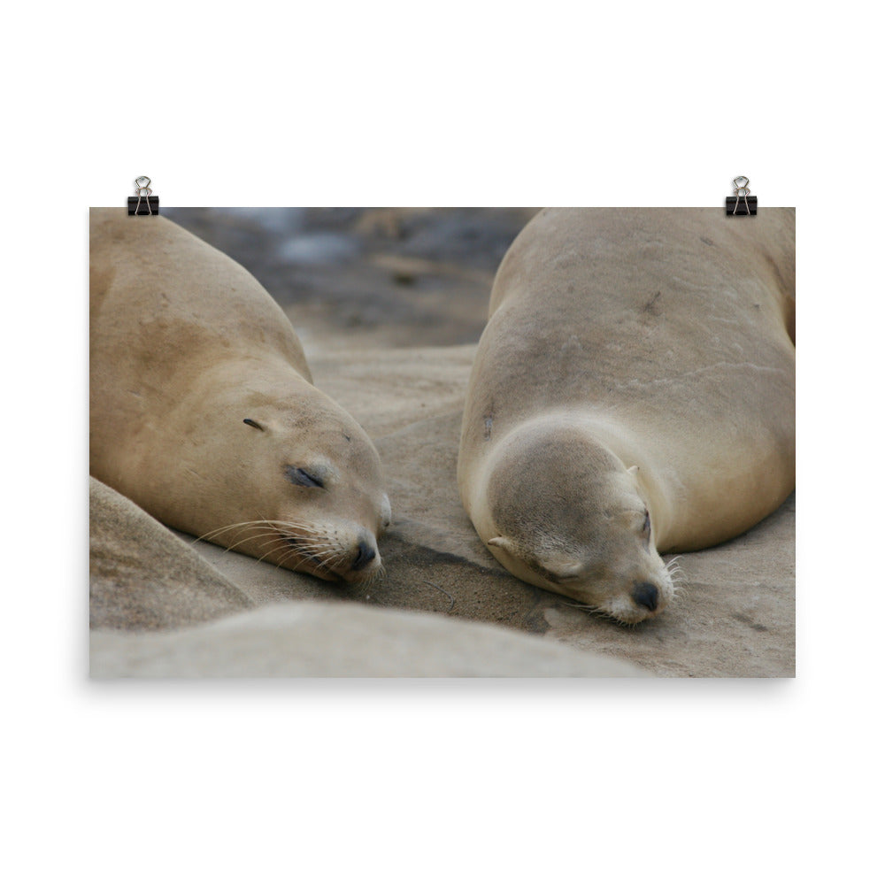 Sweet Dreams Seals Photo paper poster - Daydreams Studio 