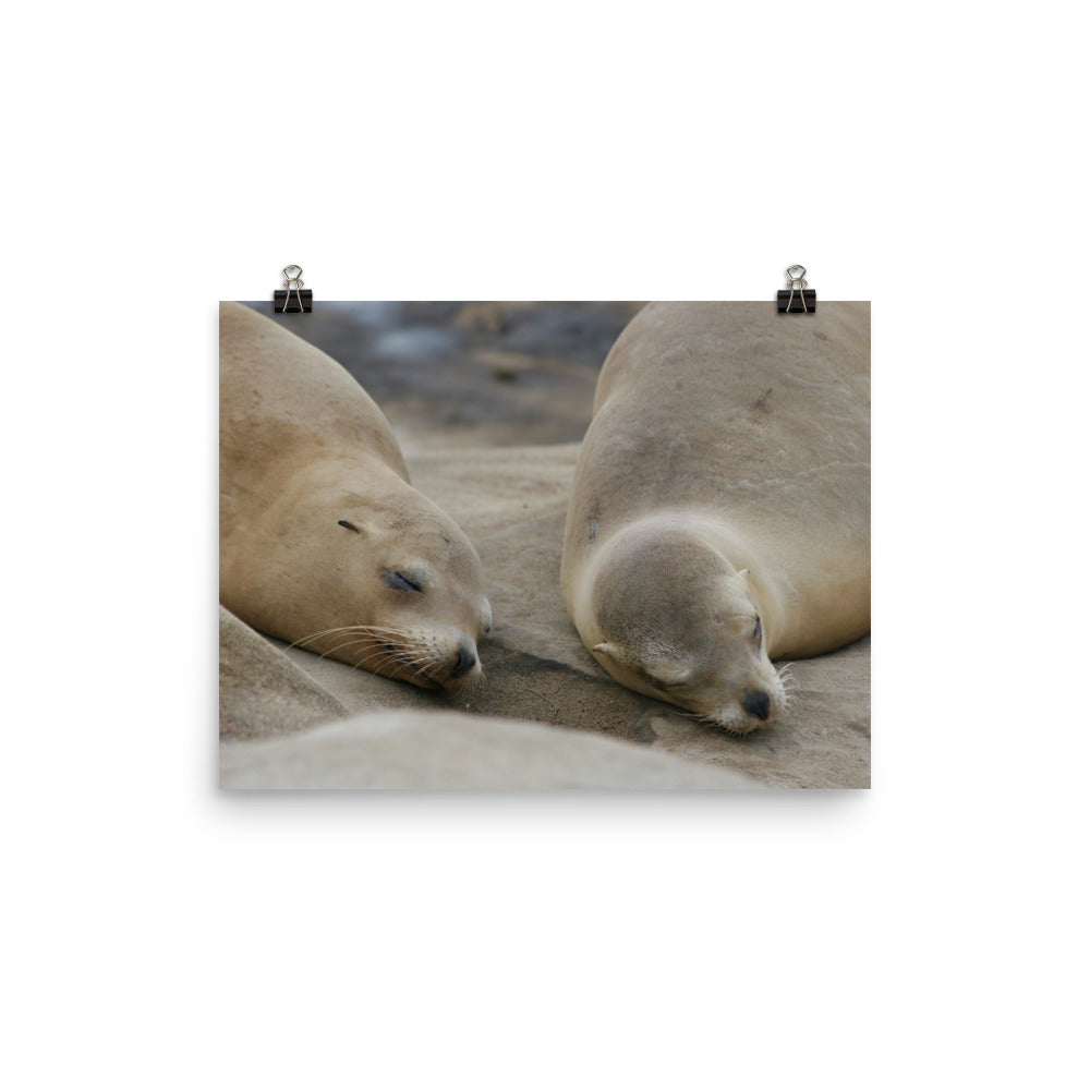 Sweet Dreams Seals Photo paper poster - Daydreams Studio 