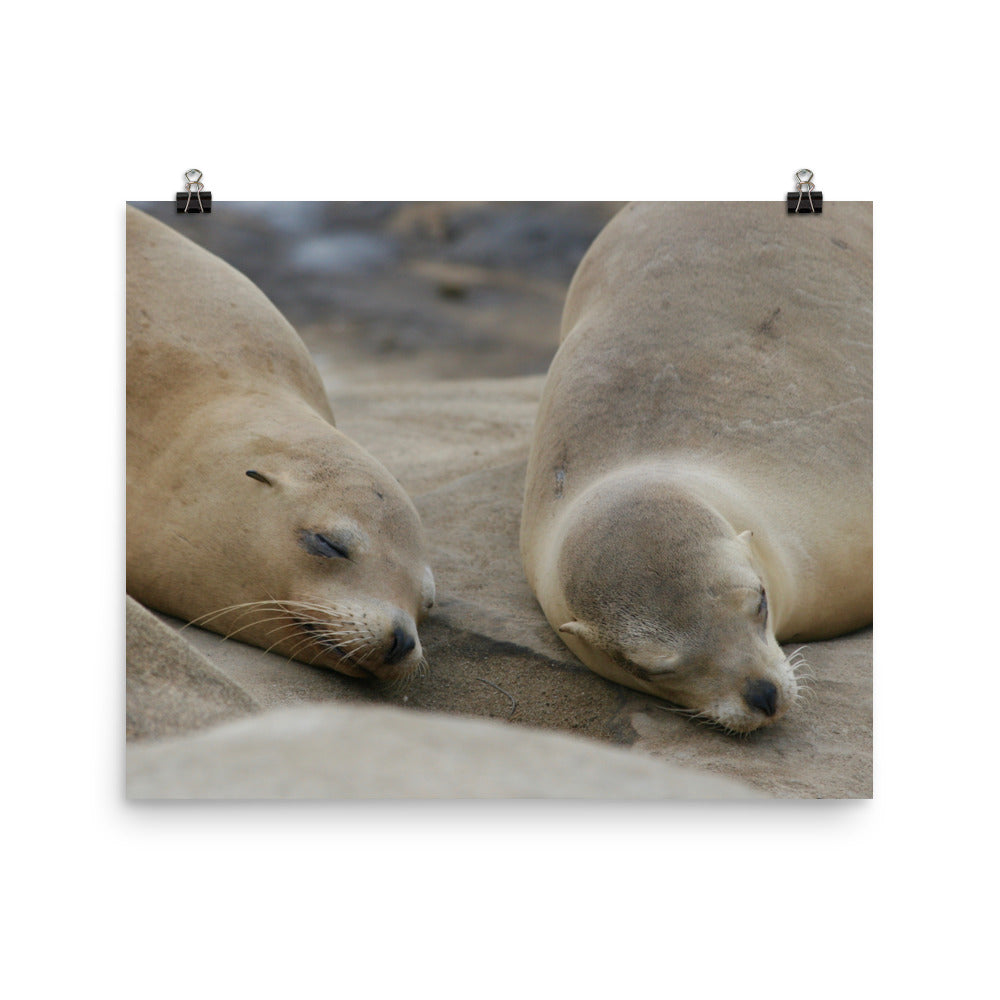 Sweet Dreams Seals Photo paper poster - Daydreams Studio 